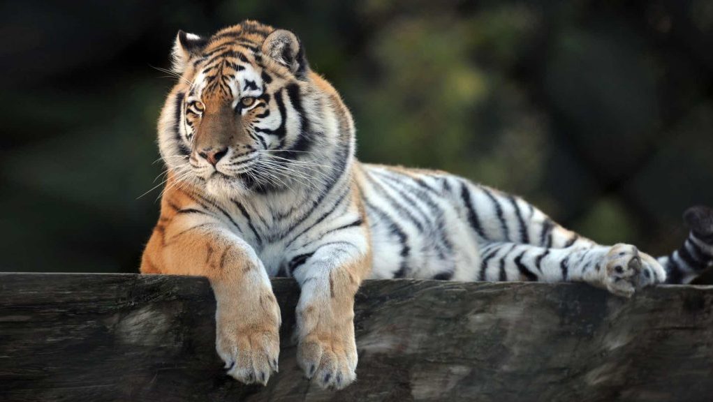 zoo de Servion