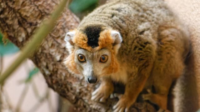 Zoo de Servion-lemurs-couronnes